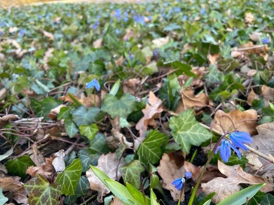 Scilla silvestre 17