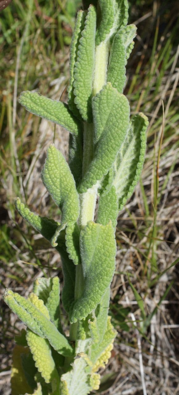 Nepeta tuberosa 15