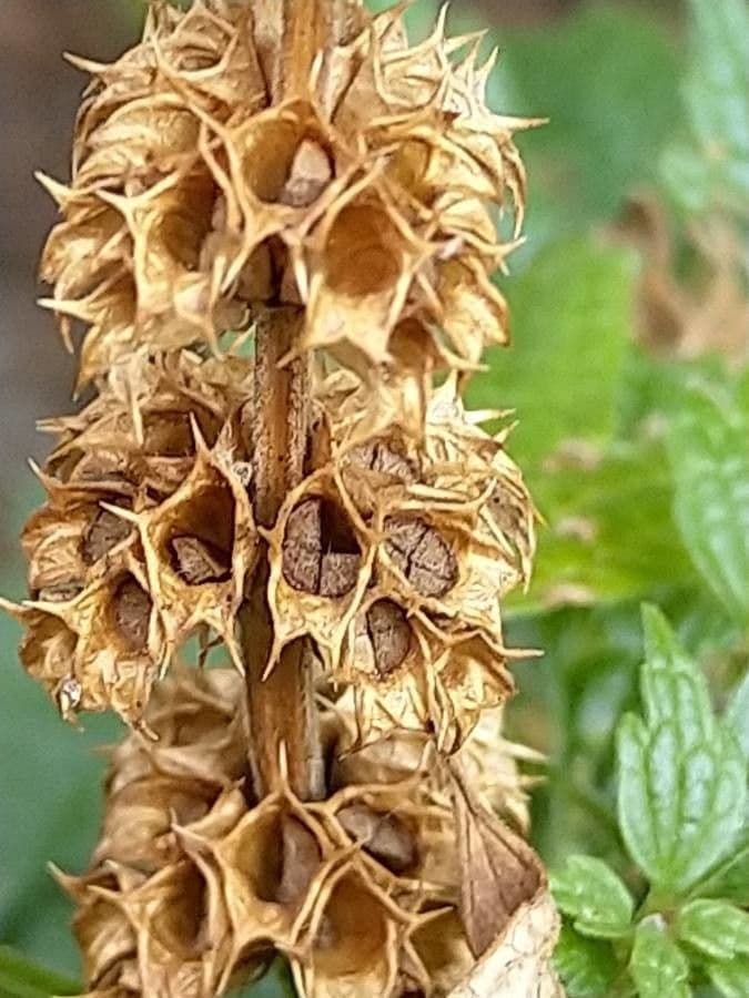 Agripalma 2