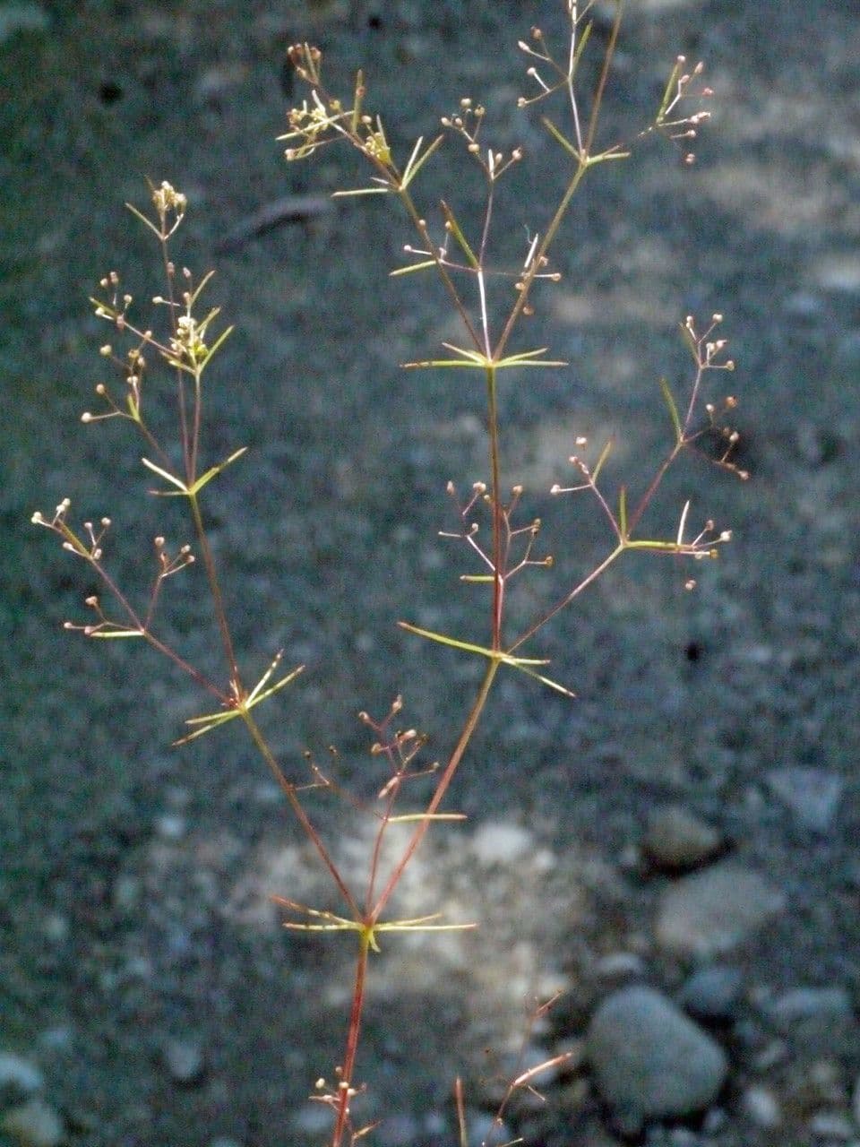 Rubiacea 17