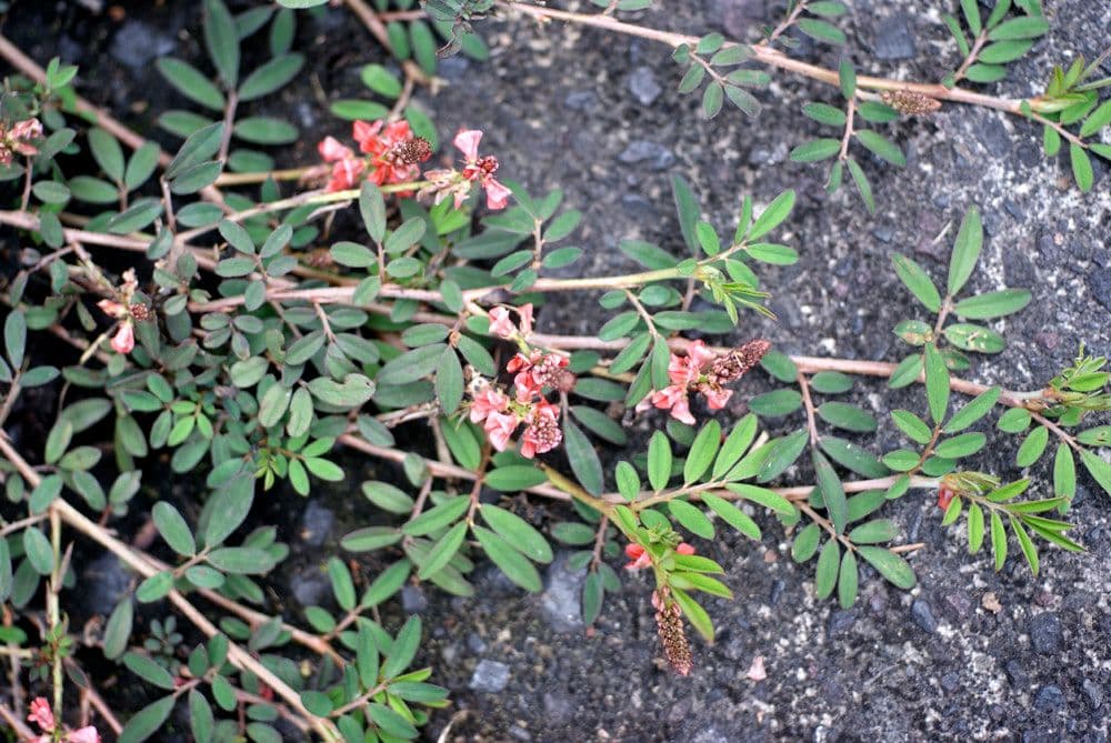 Tephrosia 13