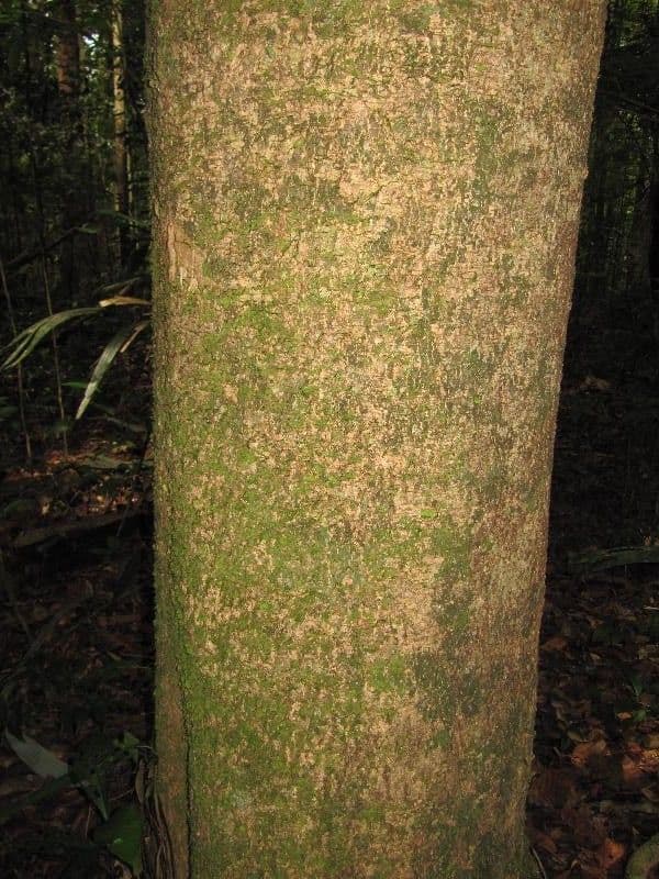Enterolobium 3