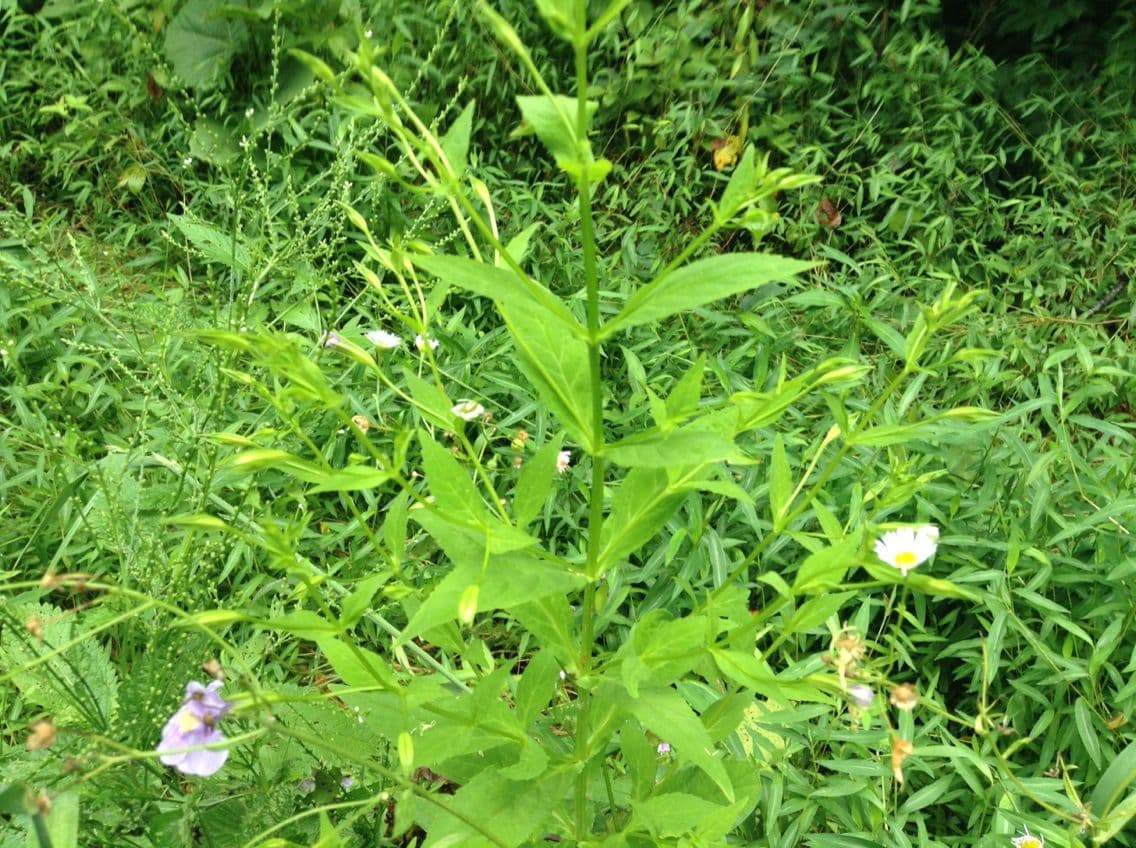 Mimulus ringens 17