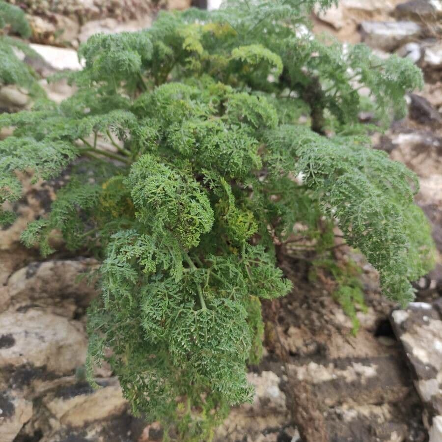 Athamanta sicula 4
