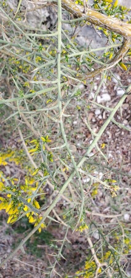 Ginestra spinosa 17