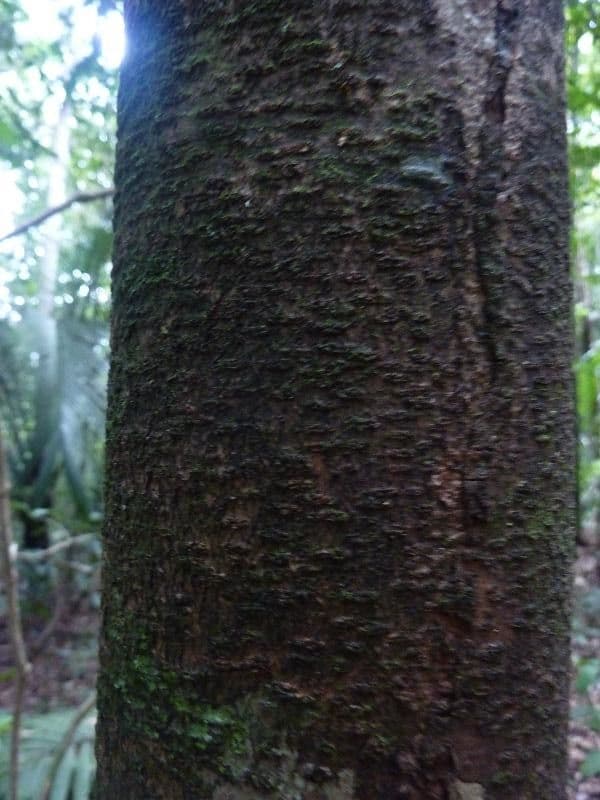 Roupala 9