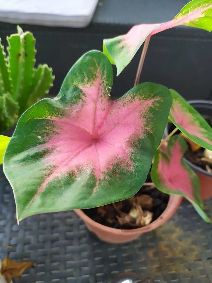 Caladium 13