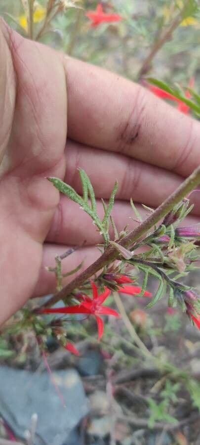 Ipomopsis 9