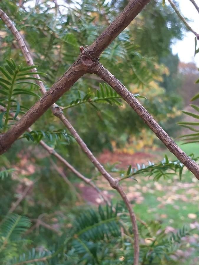 Torreya cinese 8