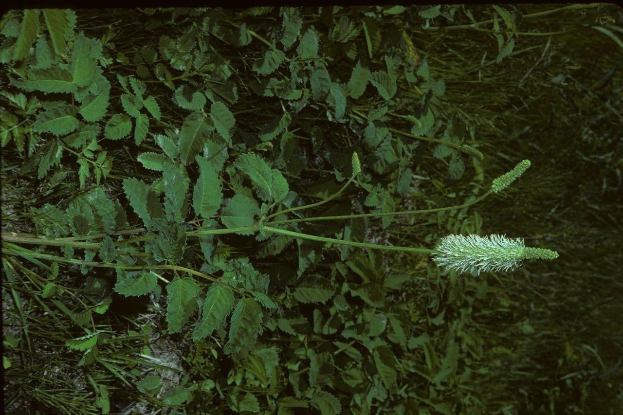 Sanguisorba canadese 7