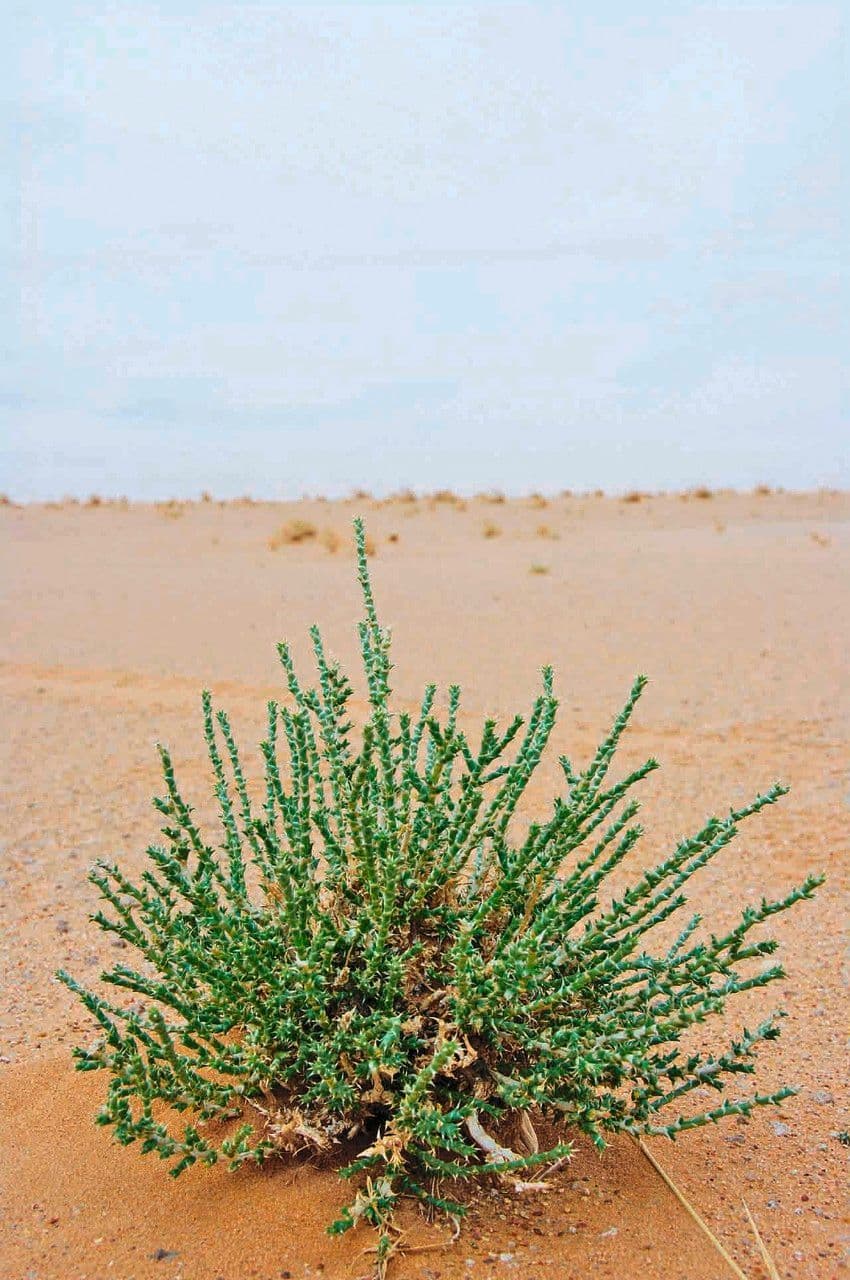 Cornulaca 5