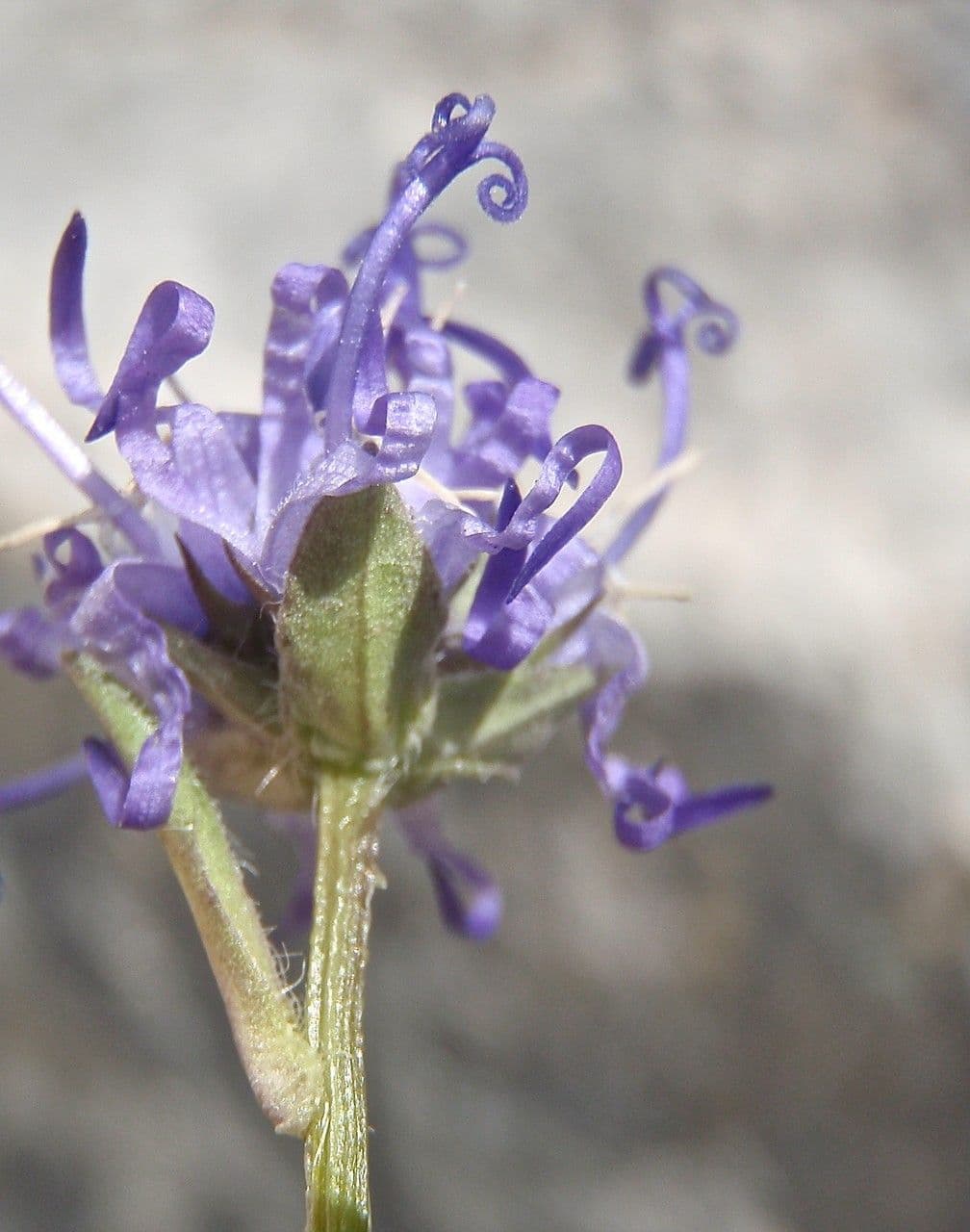Phyteuma globulariifolium