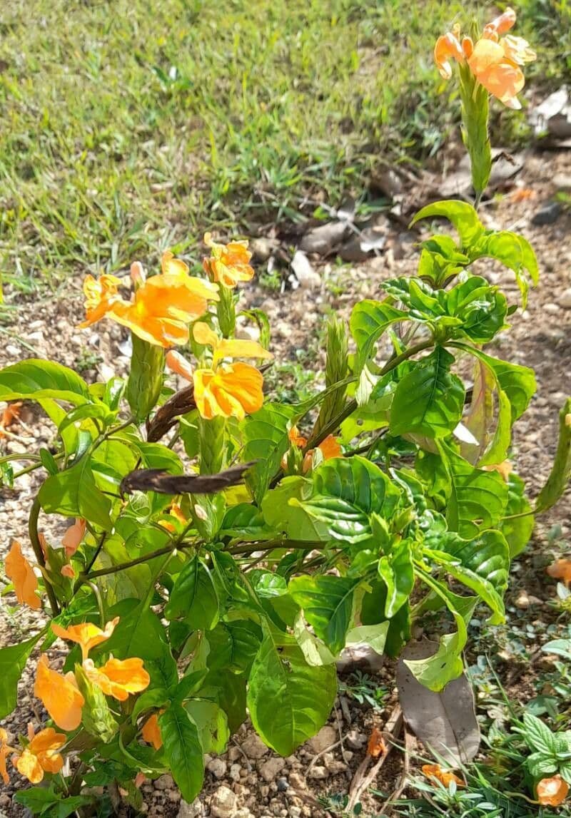 Crossandra 12