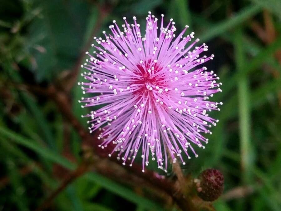 Mimosa pudica 10