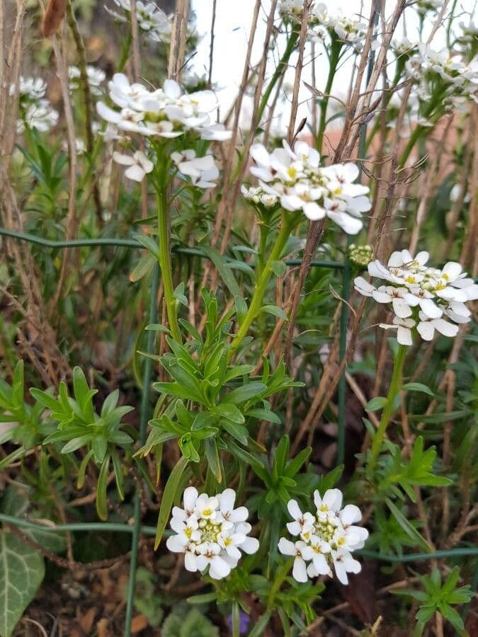 Iberis ciliata 20