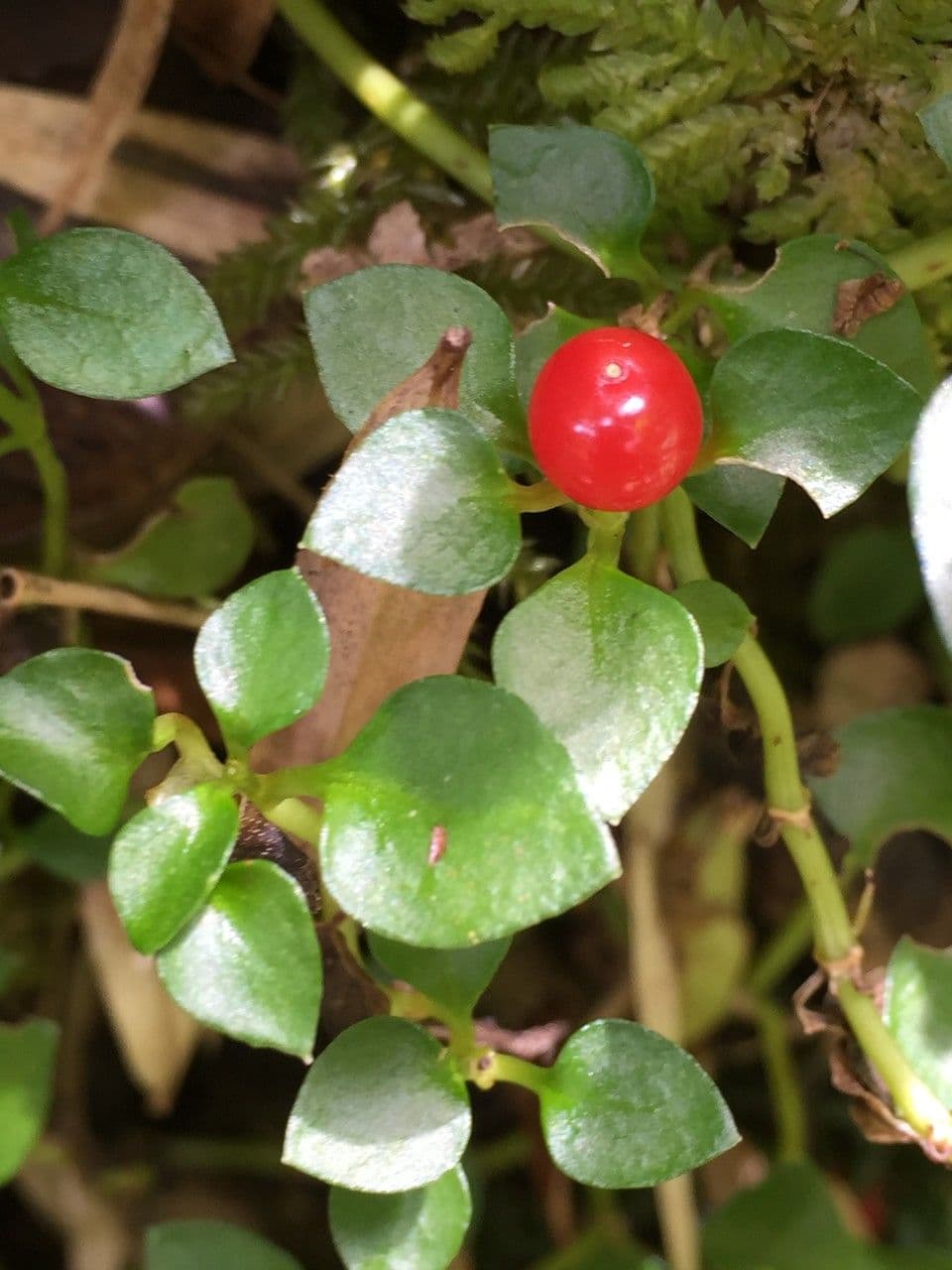 Nertera granadensis 20
