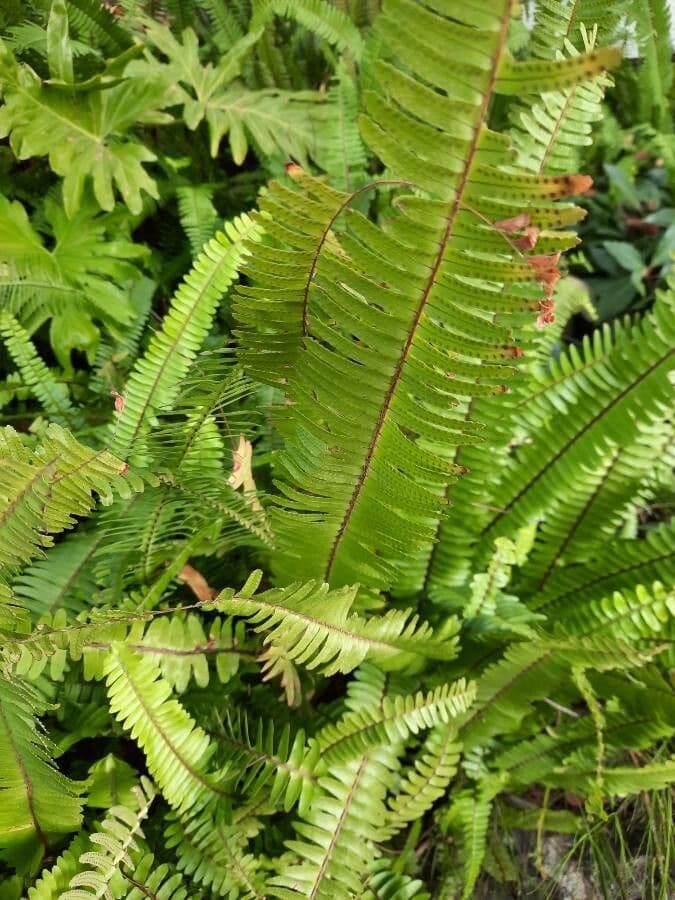 Nephrolepis cordifolia 4