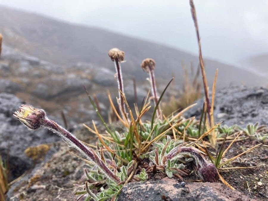 Erigeron 8