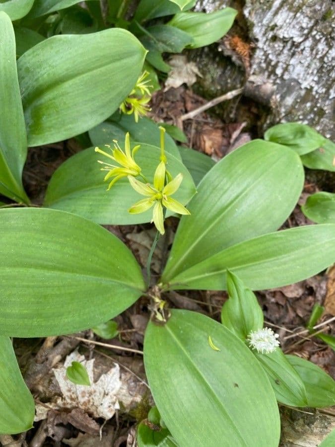 Clintonia boreale 9