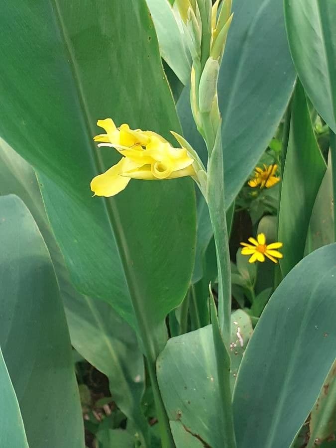 Canna glauca 10
