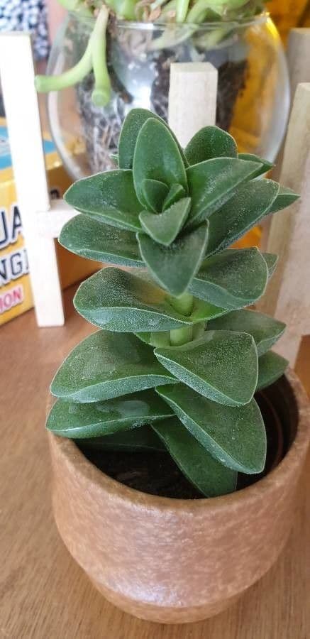 Crassula 14