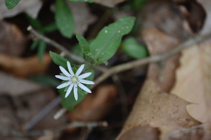 Stellaria pubescente 8