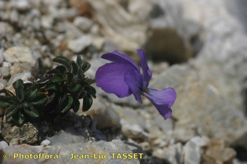 Viola 15