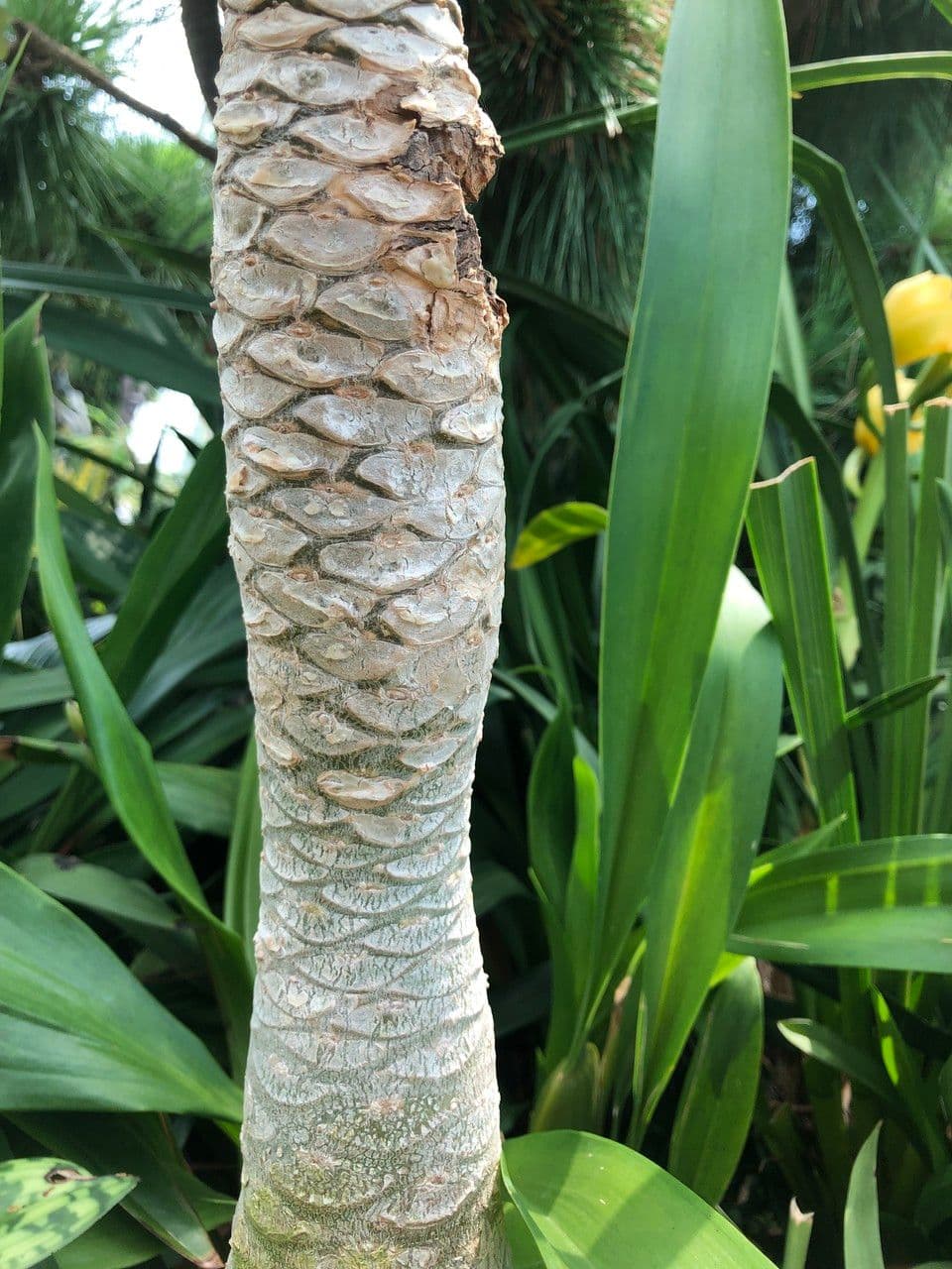 ʻŌlulu 3