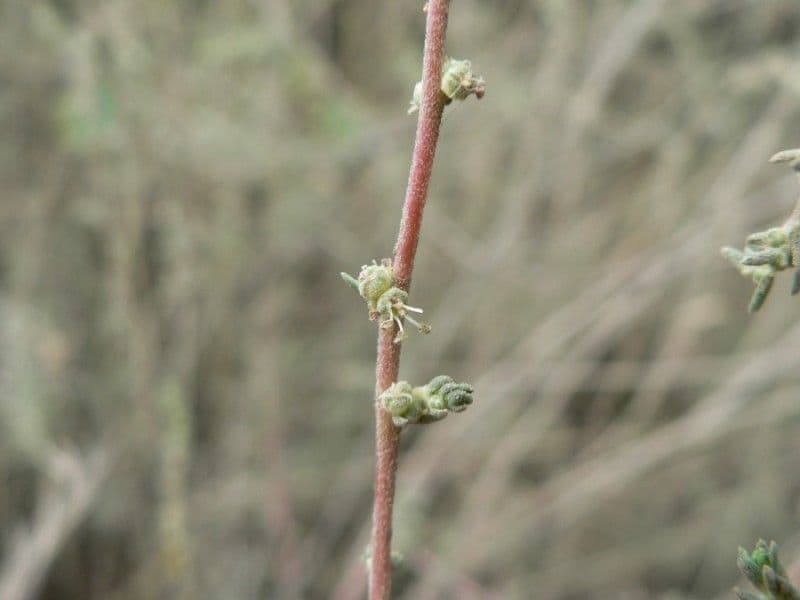 Bassia prostrata 23
