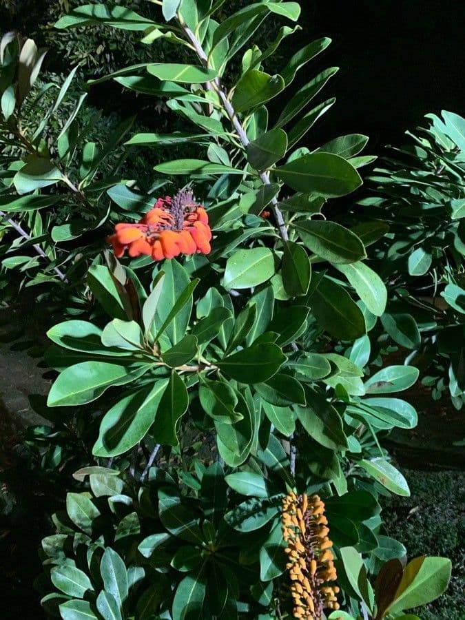 Guayanischer Norantea 10