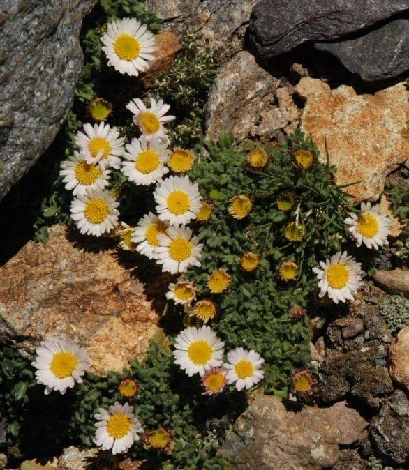 Erigeron errante 8