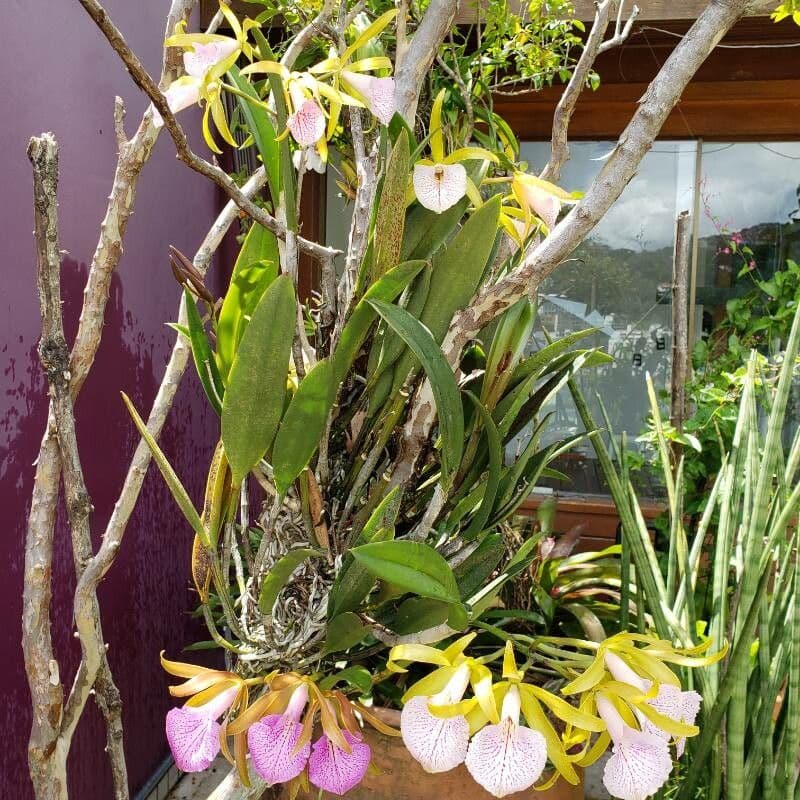 Cattleya 6