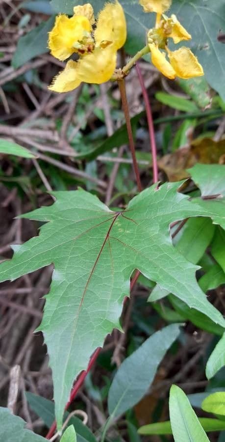 Stigmaphyllon 2