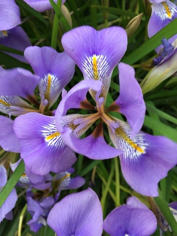 Iris 3