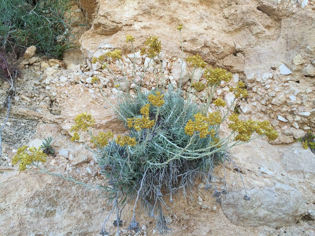 Felsen-Strohblume