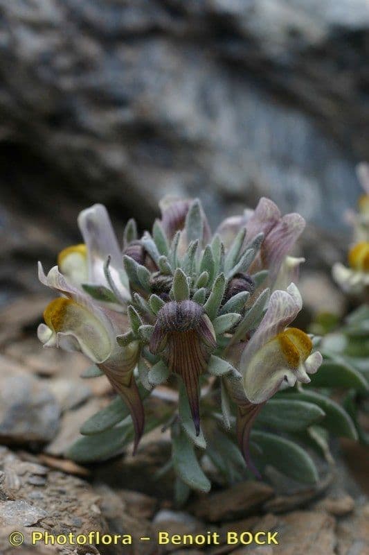 Linaria glaciale 11