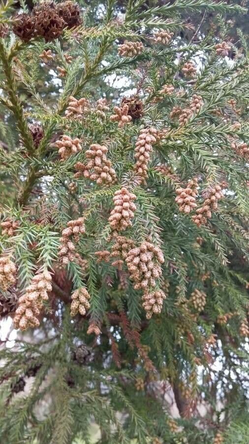 Criptomeria japonesa 8