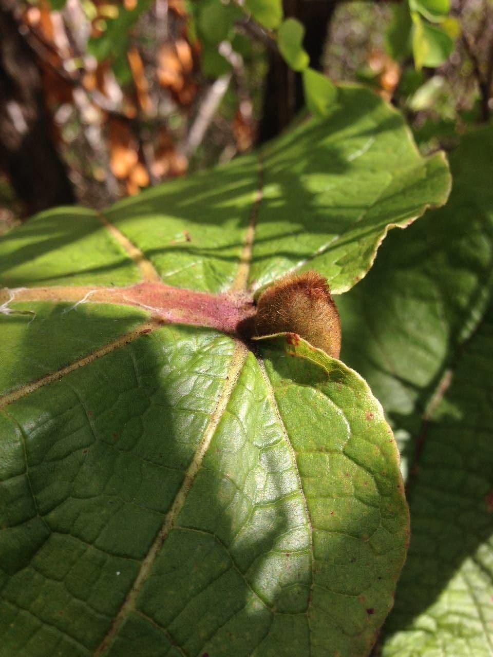 Coccoloba 21