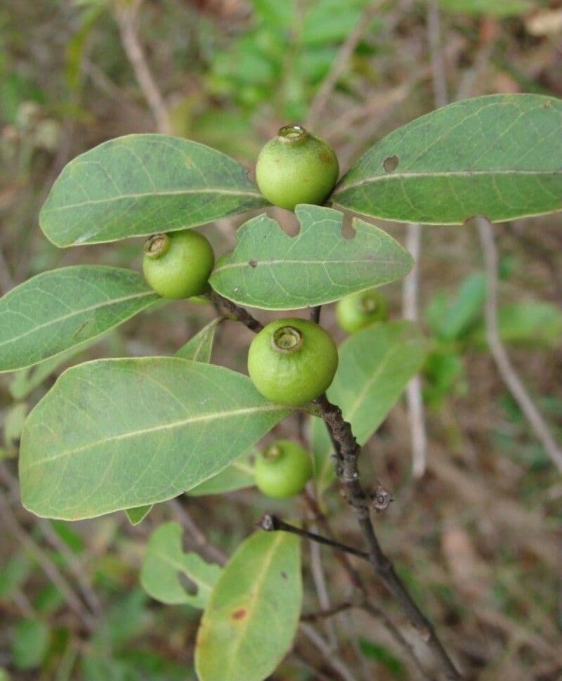 Alibertia edule 12