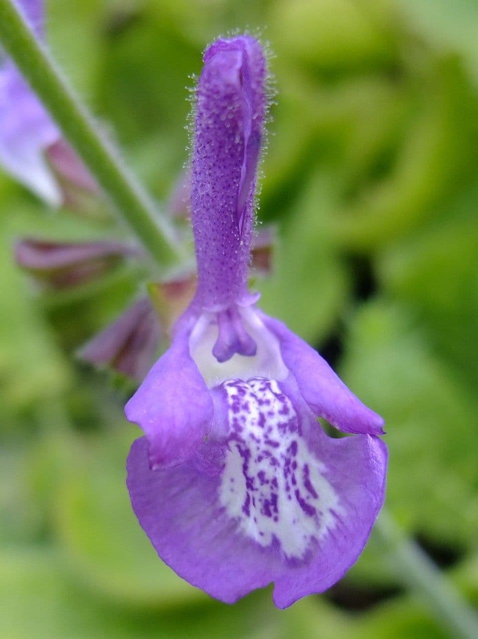 Salvia 3