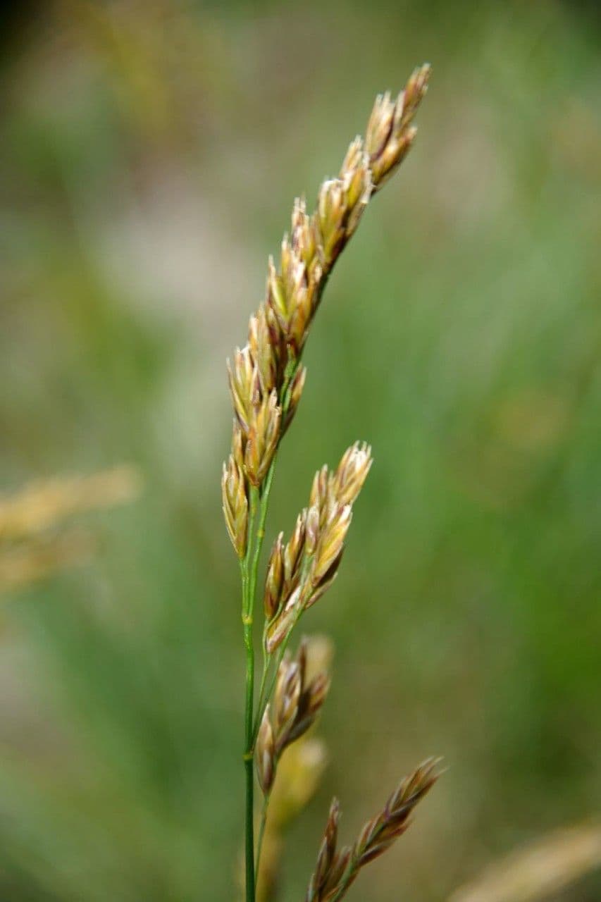 Fienarola di Chaix