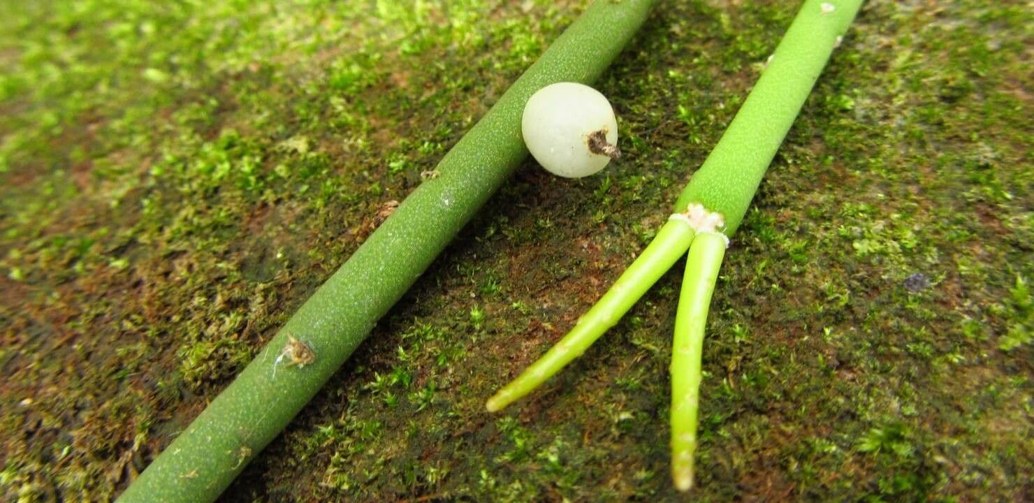Rhipsalis