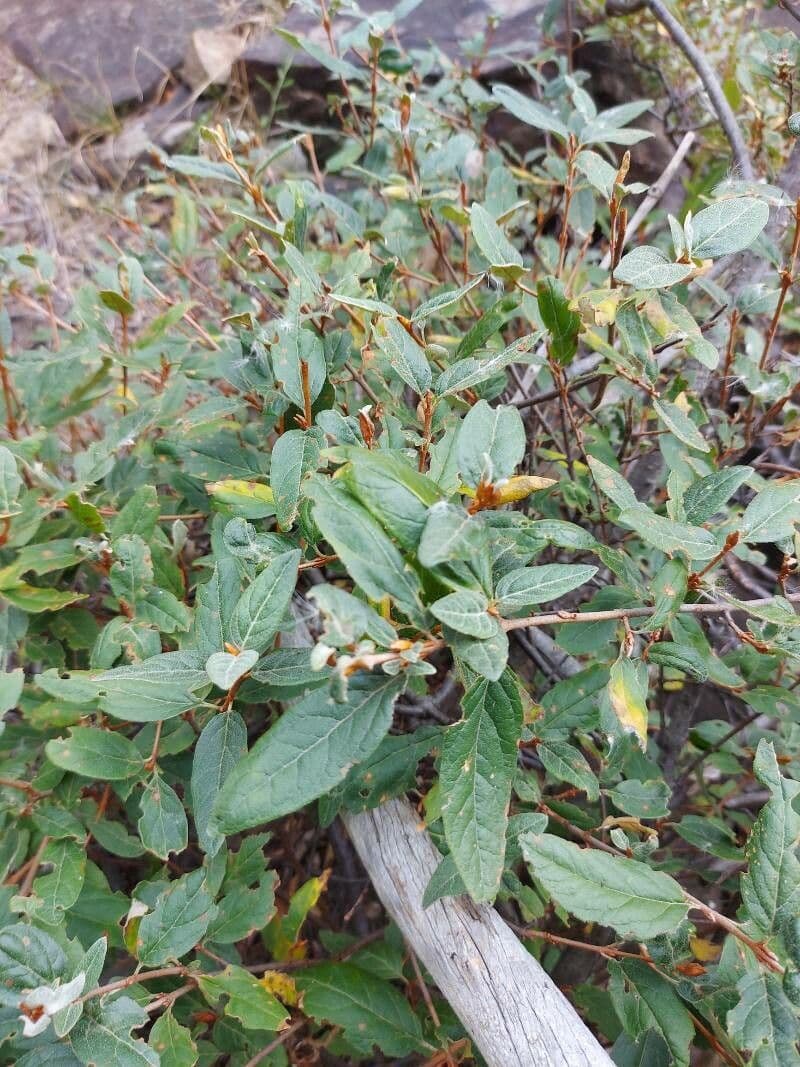 Shepherdia canadensis 17