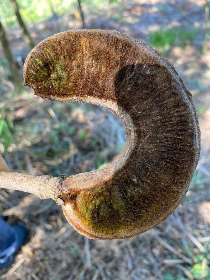 Inga sessilis