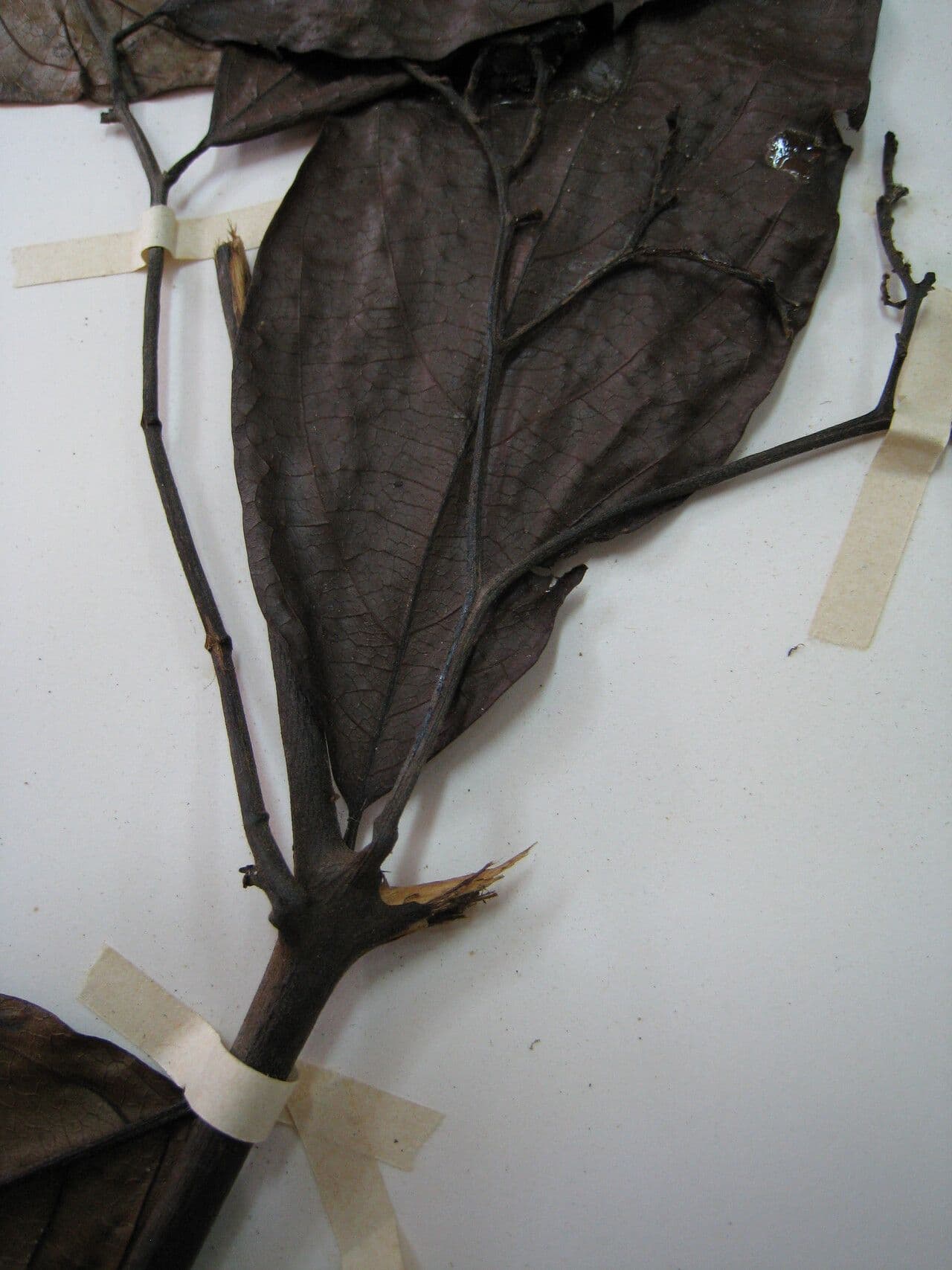 Cordia 3