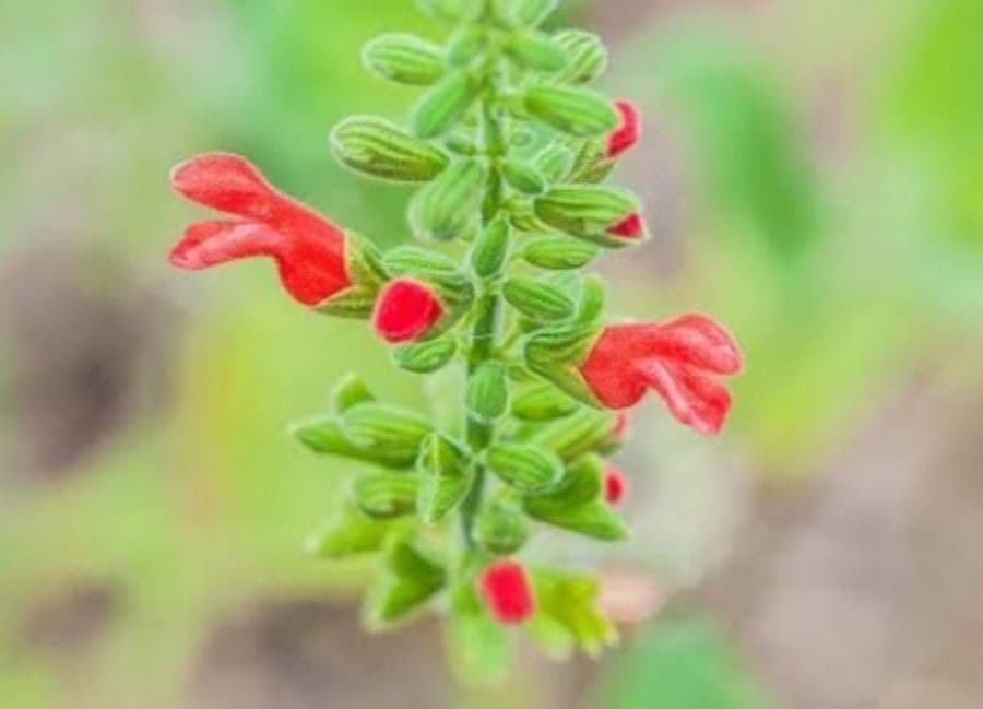 Salvia