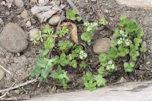 Sedum ternato 8