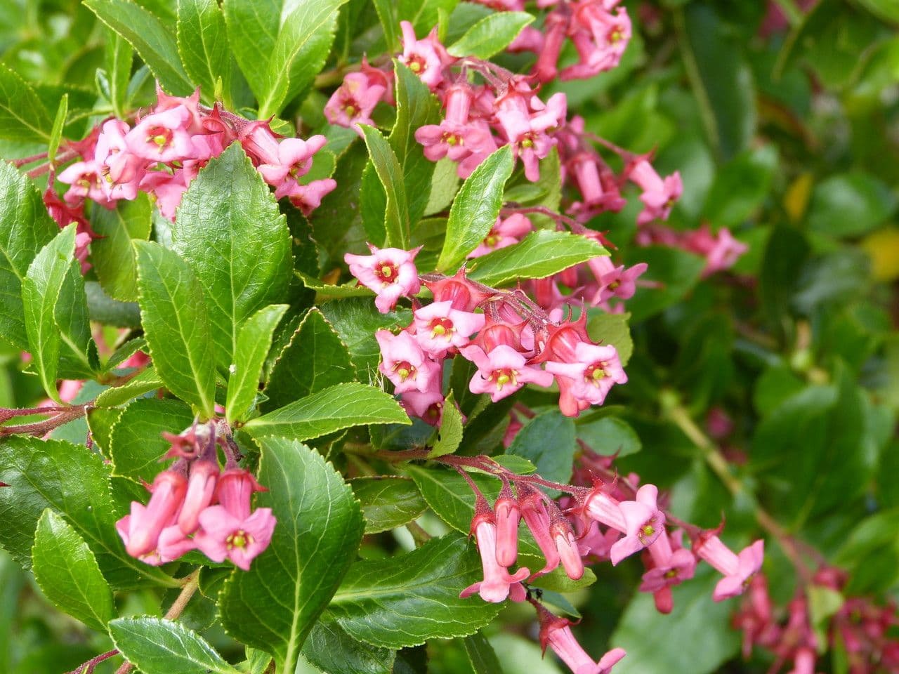 Rote Escallonie 30