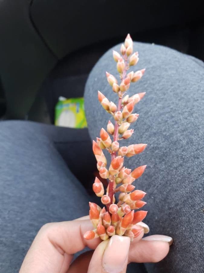 Ocotillo 9