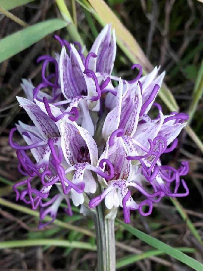 Orchide scimmia 5